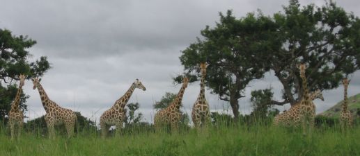 Acht Giraffen